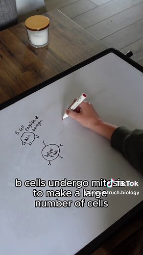 Understanding Clonal Expansion of B Cells in A Level Biology
