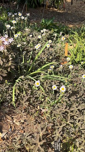 Erigeron pulchellus 'Meadow Muffin' is a lovely selection of the eastern US native evergeen groundcover. We love its fuzzy foliage and very fine petalled, daisy-looking flowers! The rosettes grow pretty close together, but not so close that they smother all the neighbors, such as another native spring bloomer Geranium maculatum 'Espresso'. The brown foliage is unsusual and quite beautiful even when covered in a generous dusting of pine pollen. #nativeplants #erigeron #groundcover #springflowers