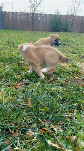 Normal puppies mood 😆not like people think they are sad )))#alabaipuppies | Central Asian Shepherd USA