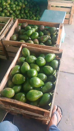 83 reactions · 30 shares | Alpukat takengon aceh tengah siang kirim luar kota @sorotan | Copy Paste | Facebook