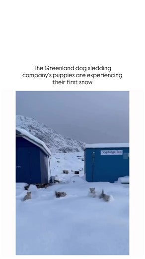 2026 on Instagram: "This viral video depicts fluffy Greenlandic sled dog puppies emerging from a kennel in Sisimiut, Greenland, to playfully investigate fresh snow for the first time, showcasing their instinctive Arctic behaviors amid a stark, wintry landscape. Greenland dogs trace their lineage to Pleistocene-era Arctic wolves, with genomic research revealing adaptations like efficient lipid processing for seal-based diets and robust fur for sub-zero temperatures, aiding their role in tradition