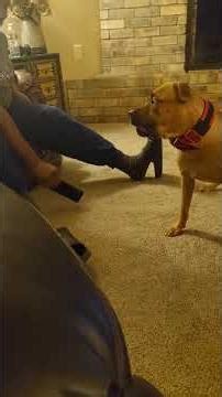 Grunt said he’s tired of phones 😆 #adba #pitbull #americanpitbullterrier #apbt