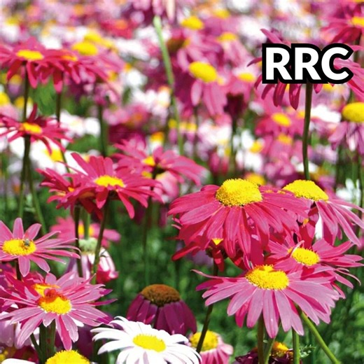 200 Pyrethrum Samen | Dalmatiner Daisy mehrjährige Blume | Weiße Garten Daisy Begleiter Pflanze - Etsy.de