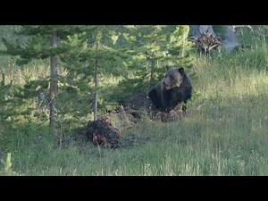 Bear Fights Wolf Over Meal