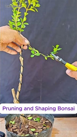 Initial Bonsai Shaping from a Seedling Tree