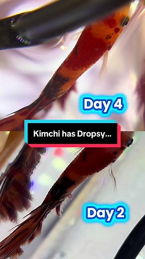 Effective Treatment Techniques for Betta Fish Dropsy