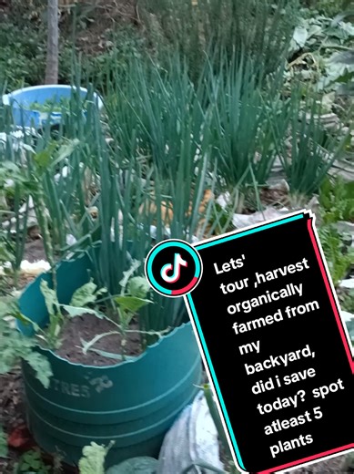 #kenyantiktok🇰🇪 #organicproduct #foryoupage #farming #helathylifestyle @nishfilms @Uncle @Shiro Anne @Wanjiku_mbui