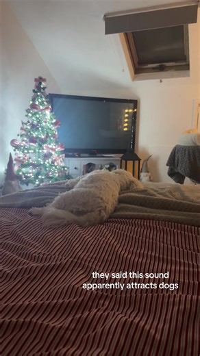 livs (@oliviaskyepriv)’s videos with original sound - Nash