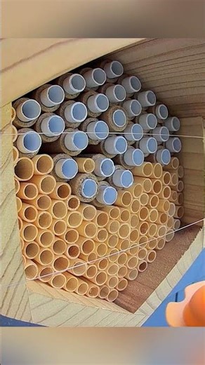 Mason Bee Tests Multiple Tubes Before Choosing