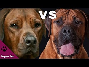 Rhodesian Ridgeback vs Boerboel-Lion Hunter Dogs