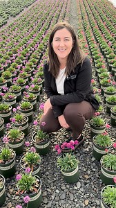 Blooms from frost to frost—this is the charm of the Dreameria™ series. ✨ Hypnotic Dreams steals the spotlight with deep ruby blooms, while Dreamland and Vivid Dreams round out the palette with pink and purple tones—three colors designed to carry your garden long into the season. Zone 5-9. #monroviaplants #fallgarden #gardeninspiration | Monrovia