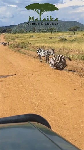 Zebra Motherhood- #youtubeshorts #wildlife