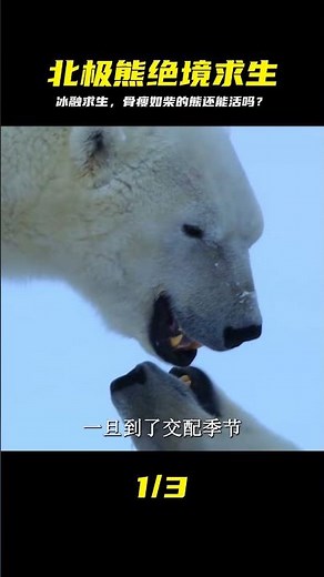 北極極端夏季冰層光速融化，餓到骨瘦嶙峋的北極熊能否存活下來？ #北极熊 #极端环境 #冰层融化 #绝境求生 #观影