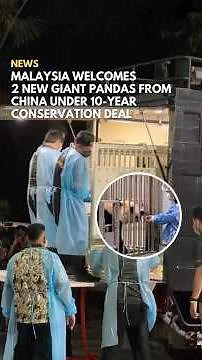 Malaysia Welcomes 2 New Giant Pandas From China Under 10-Year Conservation Deal #SAYSnews