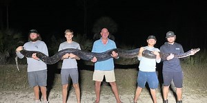 Massive Burmese python caught slithering through swamps of South Florida