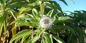 Darwin's giant daisies and evolution