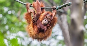 Monkey Type Quiz: What Kind Of Monkey Are You?