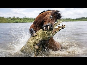 7 MOST INCREDIBLE WILD ANIMAL FIGHTS CAUGHT IN VIDEO