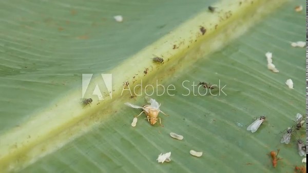 small, pale yellow insects with transparent wings that perch on the surface of green leaves.