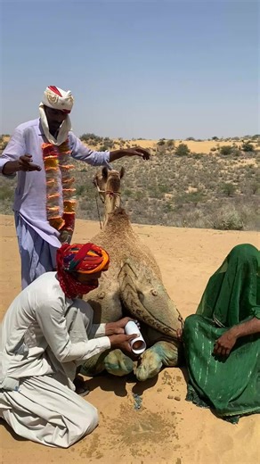 احتفال صحراوي عريق: رقص المزارع وإنقاذ الجمل