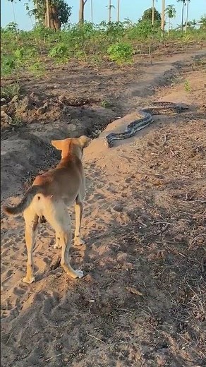 Dog vs. Python—African Safari Wildlife Documentary (4K) | Subscribe to African Safari Guide