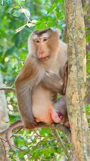 Heartbreaking Moment! PONGO’s Health Turns Critical, He Cannot Pee Normally and Is in Extreme Pain, A Very Sad and Difficult Time for This Poor Monkey | Monkey Of Cambodia