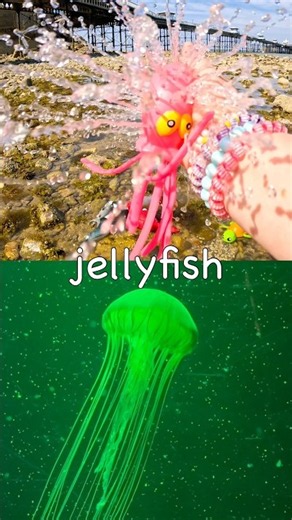 Learn by the Pier | Sea Animal Names for Kids: Horseshoe Crab Jellyfish Polar Bear Pufferfish