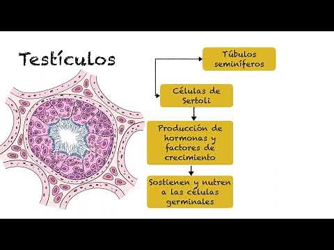 Anatomia Reproductiva del Macho - Reproducción Animal