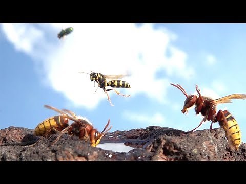 Hornets Flying In Slow Motion
