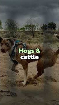 The Catahoula Leopard Dog: Louisiana's official state dog since 1979