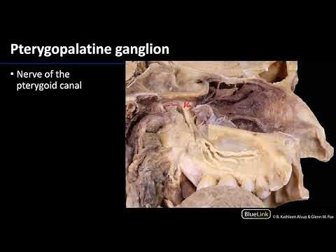 Pterygopalatine Fossa and Palate - Nerves