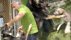 127K views · 331 reactions | Cesar must try to save the relationship between two dogs  after a dangerous fight. Watch Cesar 911 Sundays at 10am | 9c. | Iconic TV Moments | Facebook