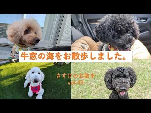 さすけのお散歩vol.40 牛窓散歩