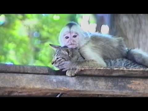 Funny Monkey Forcefully Kisses Adorable Cat