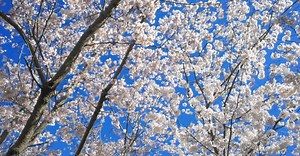 Video by James Cheney on Pexels