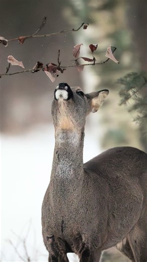Danish Wildlife: Cute Animals for Your Feed