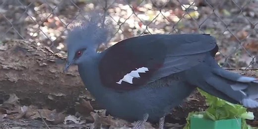Zoo Buddy: Western Crowned Pigeon!
