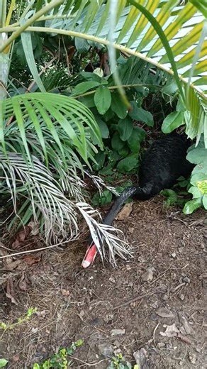 A Black Swan 🦢 building nest at Statue of Unity - Sardar Patel Zoological Park. #blackswan