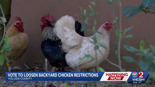 Volusia County considers easing backyard chicken rules