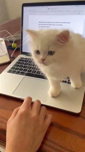 Cat walking on my laptop #cat #viral #shorts