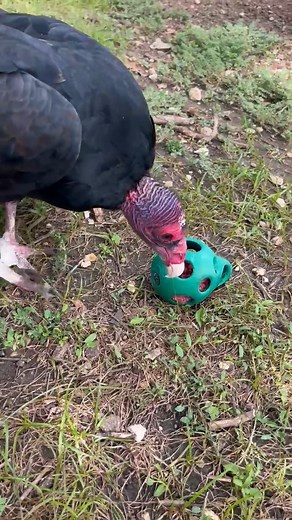 Enrichment matters! 🧠 Enrichment is a key part of keeping our animals healthy—both mentally and physically. By offering manipulatives, puzzles, and challenges, we encourage natural behaviors and keep their minds active. Here’s Suli, our turkey vulture, enjoying one of her puzzle feeders. Activities like this help her stay sharp and curious, just like she would be in the wild! #zooenrichment #turkeyvulture #animalcare #sunsetzoo | Sunset Zoo