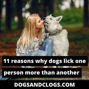 11 Reasons Why Dogs Lick One Person More Than Another