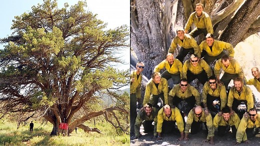 Meet Arizona's most famous tree, but also a remembrance of the Granite Mountain Hotshots