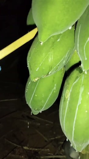 Gently scrape the skin of the green papaya and collect the latex that exudes.