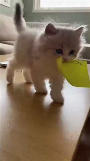 Kitten Shreds My Sticky Note… Then Walks Off Proud 😼📝💥 #animalshorts #cat #animallife
