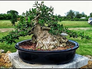 Ligustrum Bonsai #1
