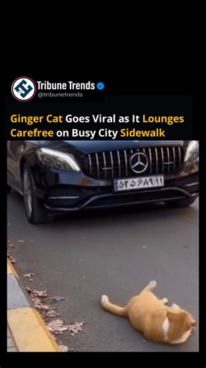 A ginger cat has captured the hearts of viewers worldwide by completely relaxing on a busy city sidewalk. Rolling onto its back, stretching, and rubbing against the pavement, the cat showed no sense of urgency and seemed entirely at ease. As the cat enjoyed its playful routine, a black Mercedes-Benz carefully drove past, steering around it without disturbing its behavior. The feline briefly glanced off-screen before resuming its stretches, seemingly unfazed by the urban traffic around it. The ch