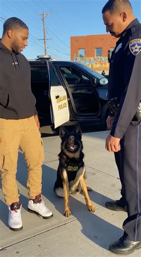 The police officer was so confused #police #k9 #dogtraining #dogtricks #dogvideos #fyp