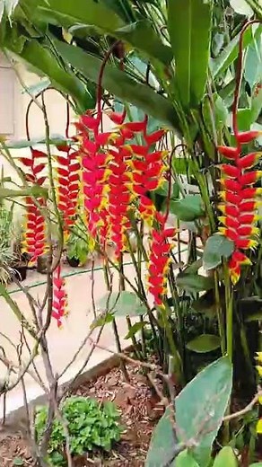 musaceae heliconia plant flowers🌷🌷