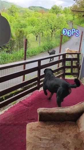 Rottweiler Guard Duty! 🛡️👀 #shorts #rottweiler